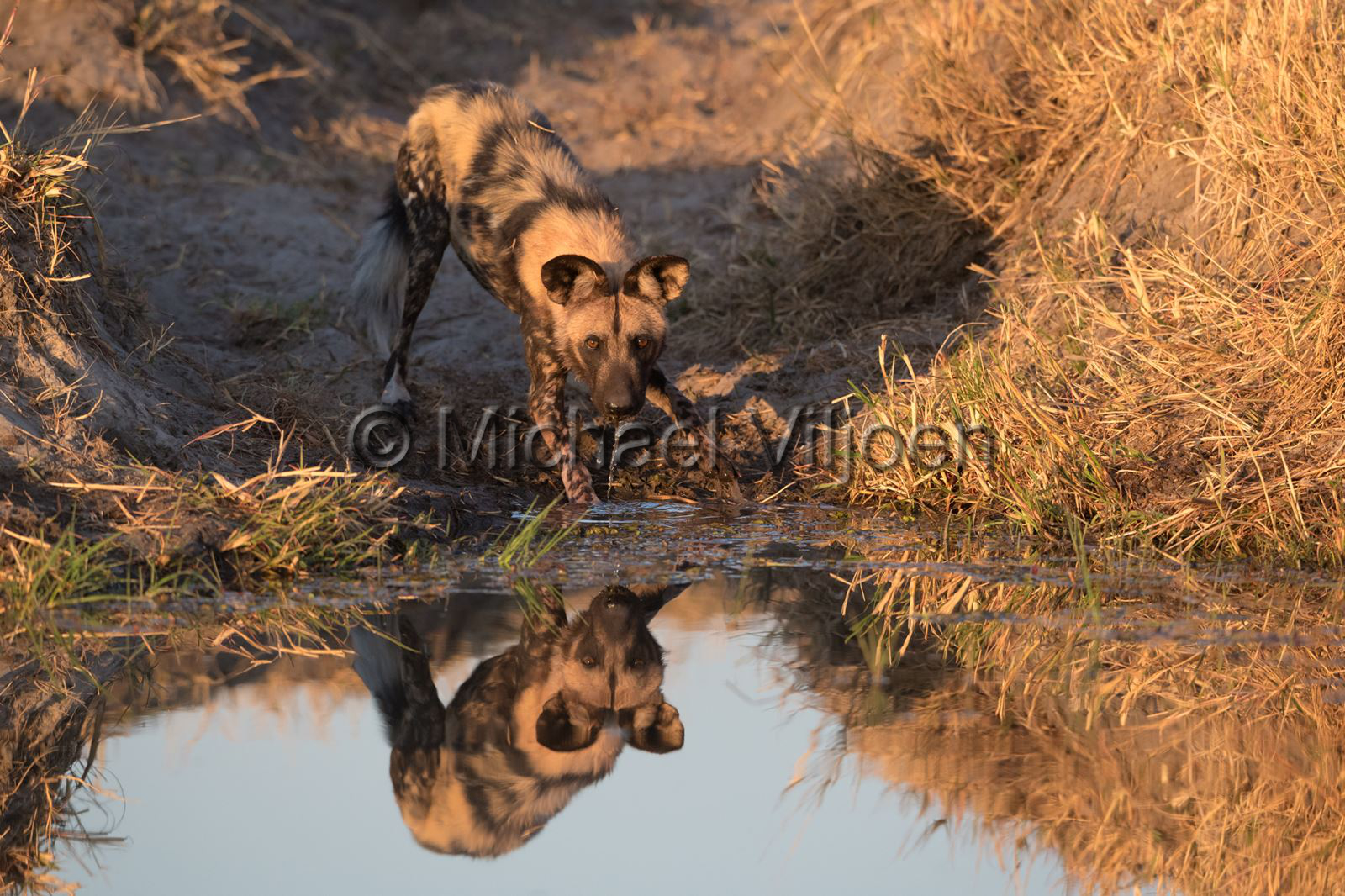 Mammals Photography